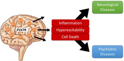 Editorial: P2X7 as Common Therapeutic Target in Brain Diseases